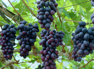 Raisin fraise, vigne Isabelle - Raisin framboise 125/150 cm en pot de 5 litres