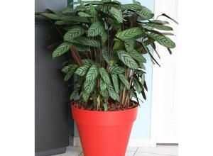 RIVIERA Pot LOFT avec réserve d'eau diam?tre 60 cm rouge