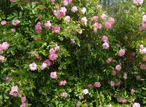 Rosier de banks Rosea (rose) 175/200 cm en pot de 10 litres Rosier de banks Rosea (rose) 175/200 cm en pot de 10 litres