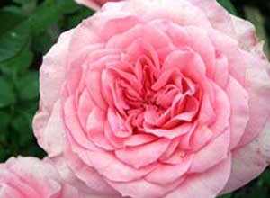 Rosier Guy de Maupassant® 20/40 cm en pot de 2 litres Rosier Guy de Maupassant® 20/40 cm en pot de 2 litres