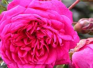 Rosier grimpant Laguna® 30/50 cm en pot de 2 litres Rosier grimpant Laguna® 30/50 cm en pot de 2 litres