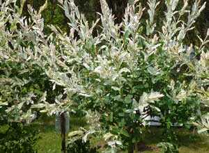 Saule crevette, Salix integra Hakuro Nishiki Tige de 100/110 cm