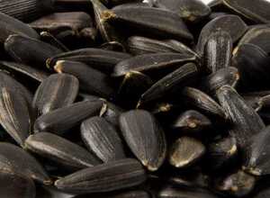 Graines de tournesol noires