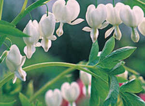 Coeur de Marie Alba (Plante en pot)