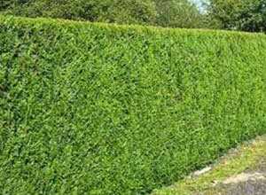 Thuya plicata Excelsa 200/250 cm en motte