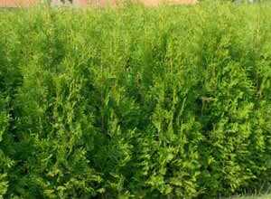 Thuya du Canada, Thuja occidentalis Brabant 60/80 cm Thuya du Canada, Thuja occidentalis Brabant 60/80 cm