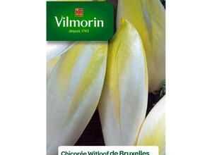 VILMORIN Chicorée Witloof Endive de Bruxelles