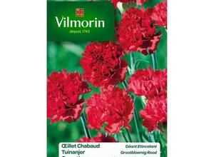 VILMORIN Oeillet géant Chabaud etincellant