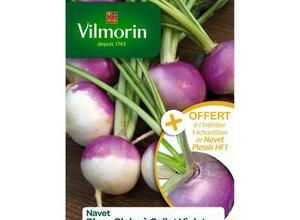 VILMORIN Navet blanc Globe a collet violet avec un échantillon navet Plessis