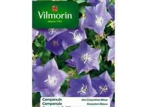 VILMORIN Campanule des Carpathes bleue