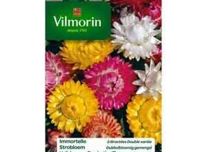 VILMORIN Immortelle a bractées double variée