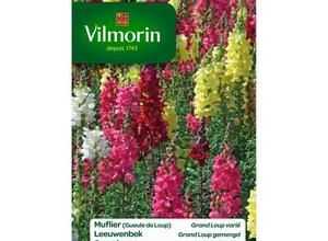 VILMORIN Muflier Grand Loup varié