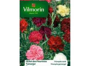 VILMORIN Oeillet des fleuristes Triomphe varié