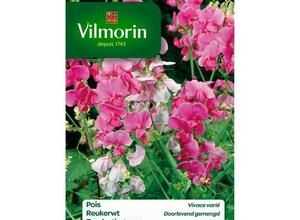 VILMORIN Pois vivace varié