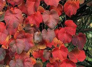 Vitis coignetiae, Vigne de Coignet 60/80 cm
