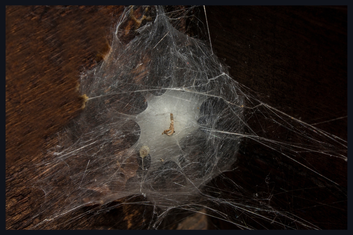 Se débarrasser des nids et des toiles d'araignées : Comment faire